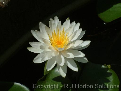 Water lily 